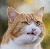 Katze
